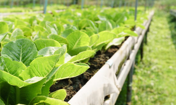 Farm to school programs - image of crops